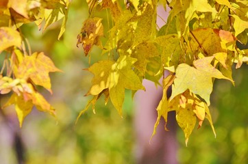 Fall leaves. Maple.