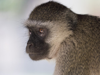 scimmia nel parco Liwonde in Malawi