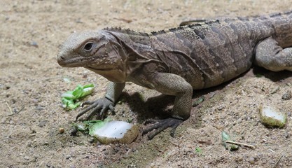 iguana