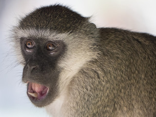 scimmia nel parco Liwonde in Malawi