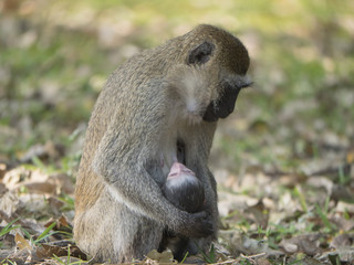  scimmia con il suo piccolo