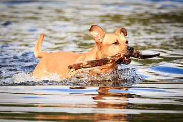 Hund im Wasser