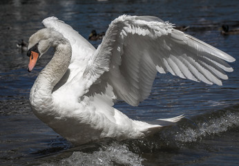 Schwan breitet seine Flügel aus © parallel_dream