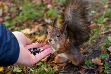 squirrel eats with his hands