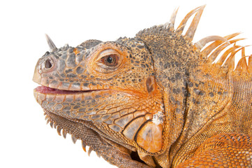 Portrait of iguana close-up..