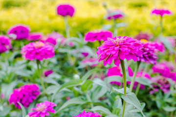 Pink Flower in garden
