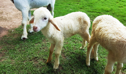 Baby (lamb) in a farm
