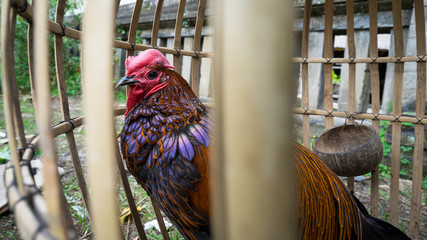 Caged rooster ready to sell at street market in Bali, Indonesia.