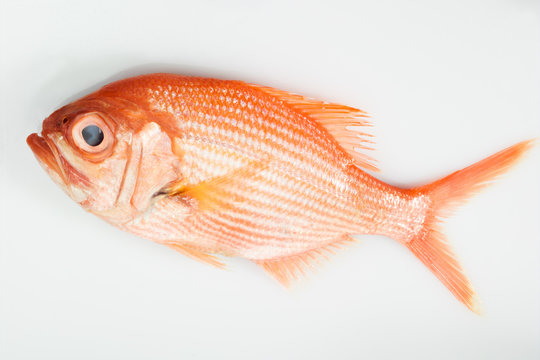 Kaiserbarsch, Meeresfisch, Fisch, Freisteller