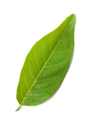 Fototapeta na wymiar pepper leaves