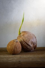 Sprout of coconut tree and Coconut peeled