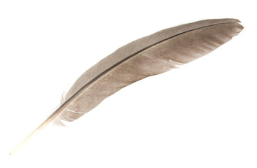 feather isolated