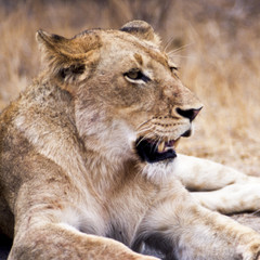 Obraz na płótnie Canvas Leone - lion (Panthera leo) Kruger National Park in Sud Africa 