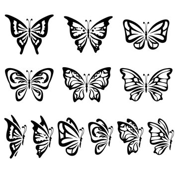 Collection of different butterflies isolated on white, vector illustration