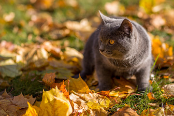 Cat in autumn leaves