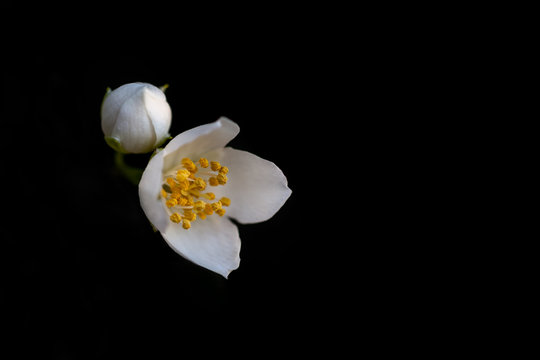 Jasmine Flower On A Black Background