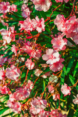 Beautiful red flowers close up view