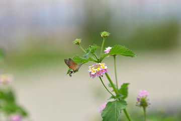 Butterfly flower phlox summer roisterer