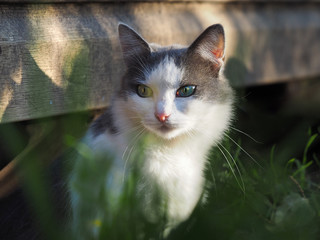 Кошка на улице, в траве. У кошки разные глаза - голубой глаз и зеленый. Кошка белая. Осень, парк