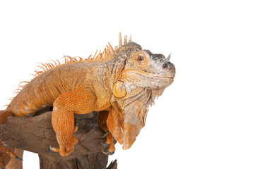 Portrait of iguana close-up..