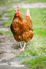 Braunes Huhn am Wegesrand, Hochformat