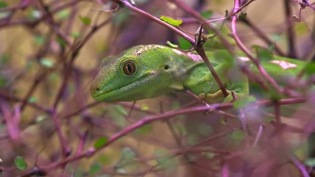 Rare Green gecko Northland New Zealand