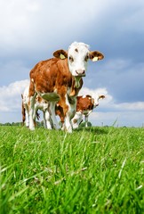 Rindviehhaltung, Gruppe Fleckvieh auf einer Weide mit grünem Gras