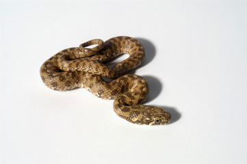 Obraz premium snake