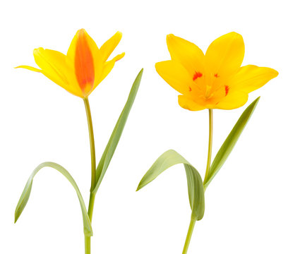 Two Yellow Tulip flowers