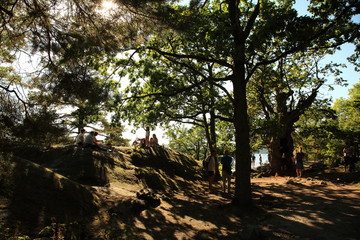 Obraz premium Shade trees