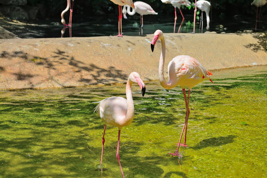 flamingos on the water