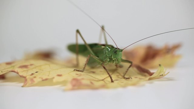 gr&uuml;ne Heuschrecke (Tettigonia viridissima) auf Laubblatt (nah) bei K&ouml;rperpflege