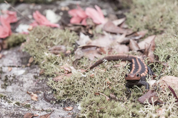 female veterinary holding salamander in hand