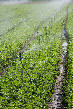 Irrigation growing basil