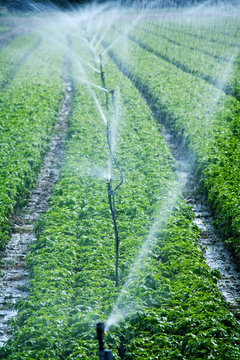 Irrigation growing basil