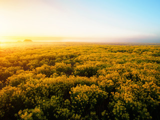 Misty Morning in the Spring Flower Field