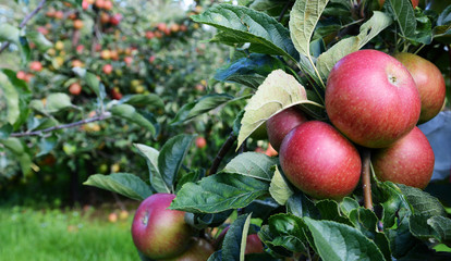 Red apples ripe for picking
