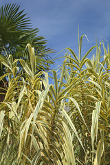 Naklejka premium Canne de Provence panachée