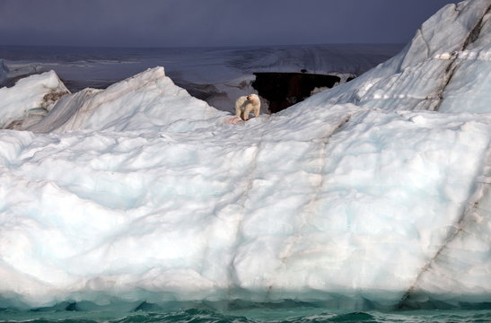 Polar bear eating his prey on iceberg