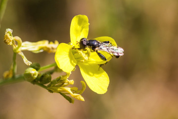 winged insect sitting on a yellow flower