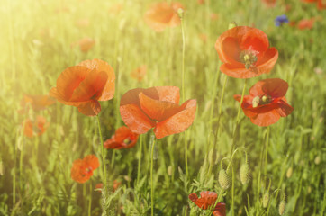 Poppy in a field