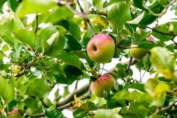 growing apples