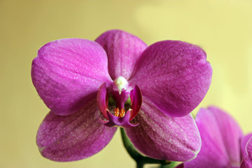 simple orchidées