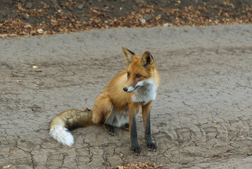 red fox sitting.