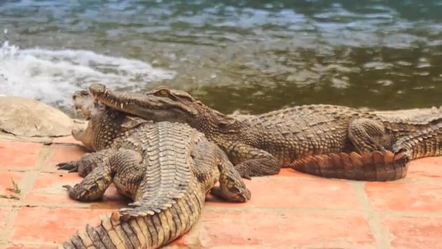 one crocodile puts head on other on edge of pond in park