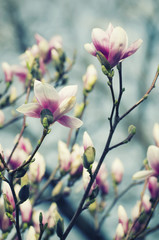 Magnolia flowers