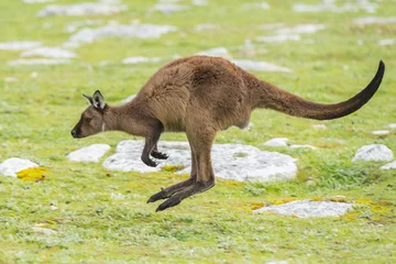 Wallpaper murals Kangaroo Kangaroo portrait while jumping on grass