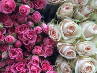 Pink roses
