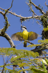 yellow and black bird with open wings in Paraty in Brazil