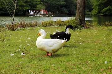 Two ducks looking at opposite directions